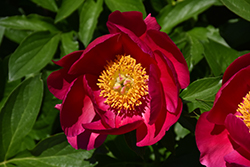 Scarlet O'Hara Peony (Paeonia 'Scarlet O'Hara') at Lakeshore Garden Centres