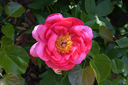 Cytherea Peony (Paeonia 'Cytherea') at Stonegate Gardens