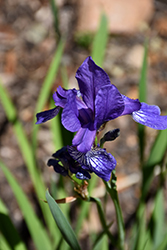 Coast Iris (Iris longipetala) at Stonegate Gardens