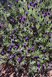 Avonview Spanish Lavender (Lavandula stoechas 'Avonview') at Stonegate Gardens