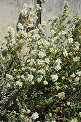 Spanish Thyme (Thymus zygis) at Lakeshore Garden Centres