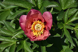Old Rose Dandy Peony (Paeonia 'Old Rose Dandy') at Lakeshore Garden Centres
