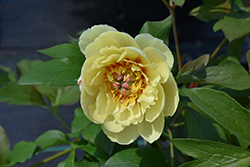 Border Charm Itoh Peony (Paeonia 'Border Charm') at A Very Successful Garden Center