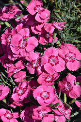 EverBloom Strawberry Tart Pinks (Dianthus 'Strawberry Tart') at Lakeshore Garden Centres