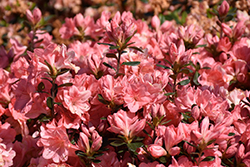 Blaauw's Pink Azalea (Rhododendron 'Blaauw's Pink') at Lakeshore Garden Centres