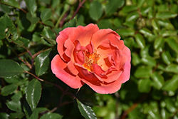 Coral Knock Out Rose (Rosa 'Radral') at Stonegate Gardens
