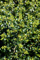 Green Lustre Japanese Holly (Ilex crenata 'Green Lustre') at Stonegate Gardens
