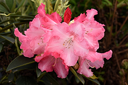 Solidarity Rhododendron (Rhododendron 'Solidarity') at Stonegate Gardens