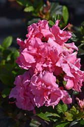 Ever After Pink Reblooming Azalea (Rhododendron 'RLH2-3PB-2') at Lakeshore Garden Centres