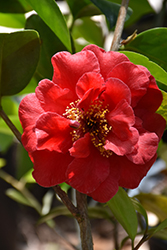Dixie Knight Camellia (Camellia japonica 'Dixie Knight') at Stonegate Gardens