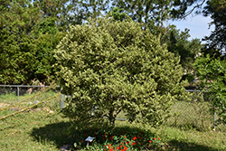 Centennial Variegated Kumquat (Fortunella margarita 'Centennial') at Stonegate Gardens