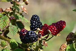 Darrow Blackberry (Rubus 'Darrow') at Lakeshore Garden Centres