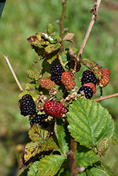 Arapaho Blackberry (Rubus 'Arapaho') at A Very Successful Garden Center
