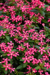 Soiree Kawaii Coral Vinca (Catharanthus roseus 'Soiree Kawaii Coral') at A Very Successful Garden Center