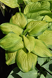 Stained Glass Hosta (Hosta 'Stained Glass') at Lakeshore Garden Centres