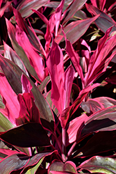 Red Sister Hawaiian Ti Plant (Cordyline fruticosa 'Red Sister') at Wallitsch Nursery And Garden Center