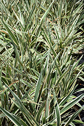 Variegated Flax Lily (Dianella tasmanica 'Variegata') at Stonegate Gardens