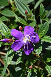Princess Flower (Tibouchina semidecandra) at Stonegate Gardens