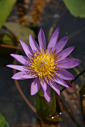 Shirley Byrne Tropical Water Lily (Nymphaea 'Shirley Byrne') at Stonegate Gardens