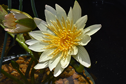 Stan Skinger Tropical Water Lily (Nymphaea 'Stan Skinger') at Stonegate Gardens