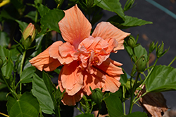 Double Peach Hibiscus (Hibiscus rosa-sinensis 'Double Peach') at Stonegate Gardens