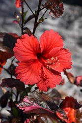 Fire and Ice Hibiscus (Hibiscus rosa-sinensis 'Fire and Ice') at Stonegate Gardens