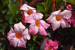 Sangria Rosé Mandevilla (Mandevilla 'Sunparaprero') at Lakeshore Garden Centres