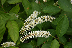 Scentlandia Virginia Sweetspire (Itea virginica 'SMNIVDFC') at Lakeshore Garden Centres