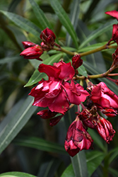Cardinal Red Oleander (Nerium oleander 'Cardinal Red') at Stonegate Gardens