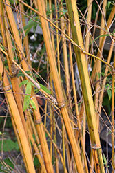Hedge Bamboo (Bambusa multiplex) at A Very Successful Garden Center