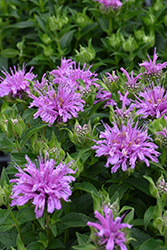 Leading Lady Orchid Beebalm (Monarda 'Leading Lady Orchid') at Stonegate Gardens