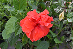 Double Red Hibiscus (Hibiscus rosa-sinensis 'Double Red') at Stonegate Gardens