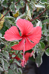 Snow Queen Hibiscus (Hibiscus rosa-sinensis 'Snow Queen') at Lakeshore Garden Centres