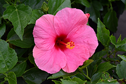 Cayman Wind Hibiscus (Hibiscus rosa-sinensis 'Cayman Wind') at A Very Successful Garden Center