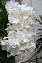 Petite White Oleander (Nerium oleander 'Petite White') at Stonegate Gardens
