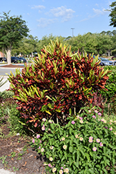 Mammy Croton (Codiaeum 'Mammy') at Lakeshore Garden Centres