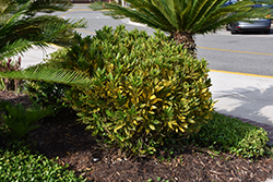 Gold Dust Variegated Croton (Codiaeum variegatum 'Gold Dust') at Lakeshore Garden Centres