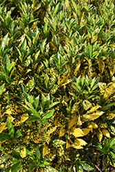 Gold Dust Variegated Croton (Codiaeum variegatum 'Gold Dust') at Lakeshore Garden Centres