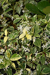 Variegated Confederate Star-Jasmine (Trachelospermum jasminoides 'Variegatum') at Lakeshore Garden Centres