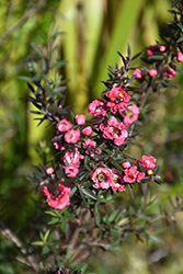 Red Damask Tea-Tree (Leptospermum scoparium 'Red Damask') at Lakeshore Garden Centres
