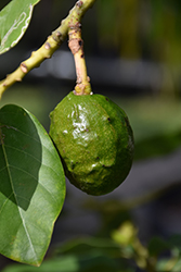 Reed Avocado (Persea americana 'Reed') at Lakeshore Garden Centres