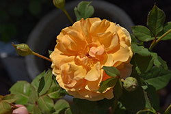 Rise Up Amberness Rose (Rosa 'CHEWAMBERNESS') at Stonegate Gardens