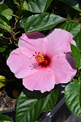 Seminole Pink Hibiscus (Hibiscus rosa-sinensis 'Seminole Pink') at Stonegate Gardens