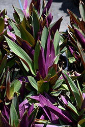 Moses In The Cradle (Tradescantia spathacea) at Stonegate Gardens