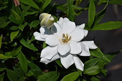 Frost Proof Hardy Gardenia (Gardenia jasminoides 'Frost Proof') at Lakeshore Garden Centres
