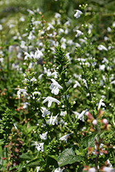 White Tropical Sage (Salvia coccinea 'Alba') at Stonegate Gardens