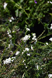 Pineland Heliotrope (Euploca polyphylla) at Stonegate Gardens