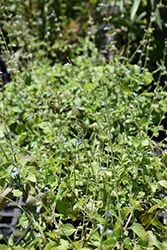 Southern River Sage (Salvia misella) at Lakeshore Garden Centres