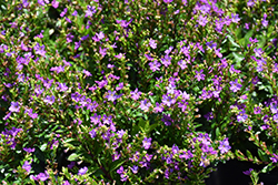 FloriGlory Selena Mexican Heather (Cuphea hyssopifolia 'Wescuflope') at Stonegate Gardens