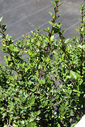 Withlacoochie Viburnum (Viburnum obovatum 'Withlacoochie') at Stonegate Gardens